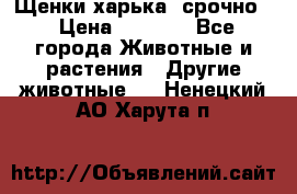 Щенки харька! срочно. › Цена ­ 5 000 - Все города Животные и растения » Другие животные   . Ненецкий АО,Харута п.